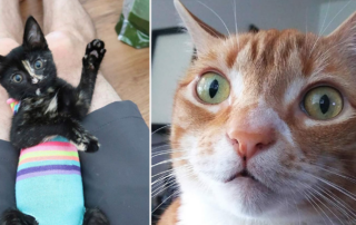 World Spay Day, Spay and Neuter Awareness Month, funniest memes about Spaying and neutering, Cole and Marmalade, Zig Zag and Marmalade the kitties