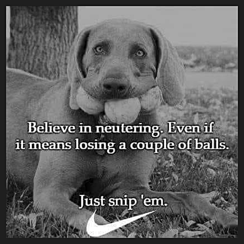 Spaying and neutering memes