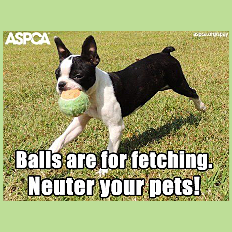 ASPCA meme about neutering