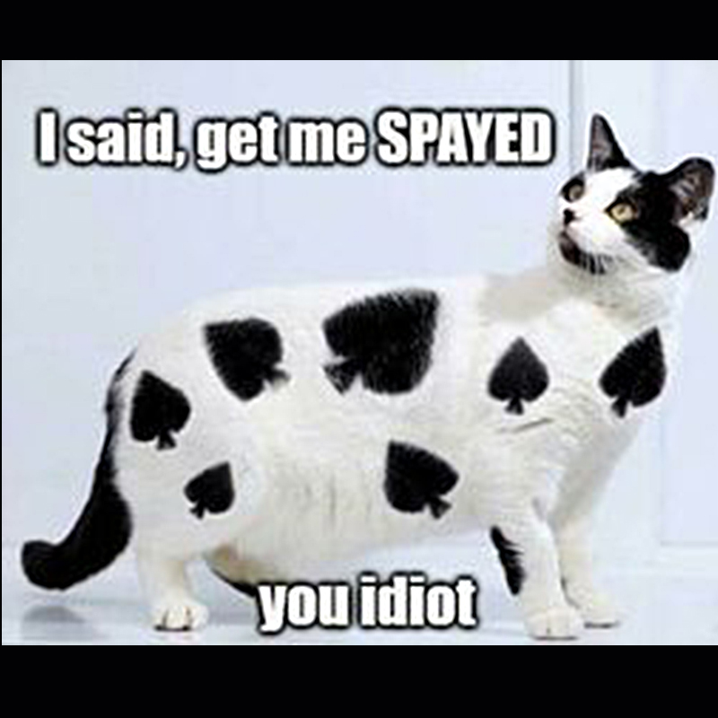 I said get spayed you idiot. Funny meme about spaying and neutering