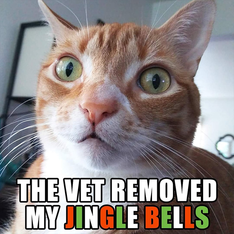 The Vet Removed My Jingle Bells with Marmalade of Cole and Marmalade