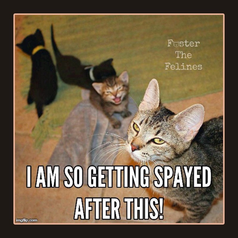 Spay and Neuter meme from the interwebs