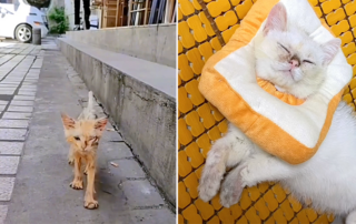 Kitten covered in yellow sticky substance makes stunning transfurmation after rescue, planet cat club, British Short Hair,