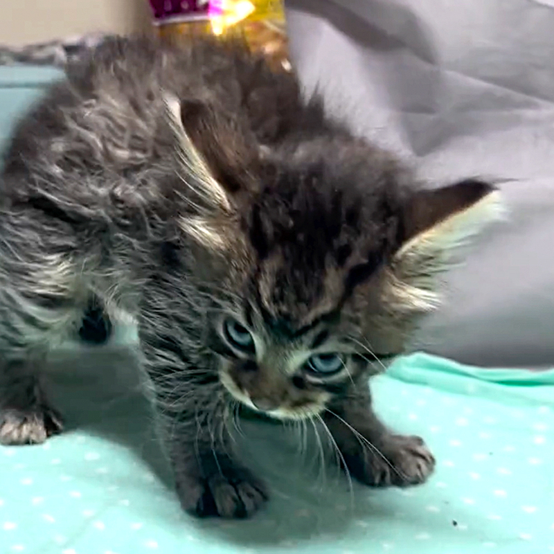 Misunderstood Kitten Brings Unexpected Luck in Moving Dutch State