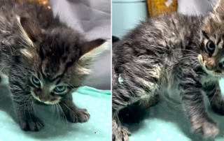 Brittany White, Woodbridge, Virginia, Brittany’s Fosters, Suddenly Seymour, funny kitten wrestles, abandoned kitten found in pet store