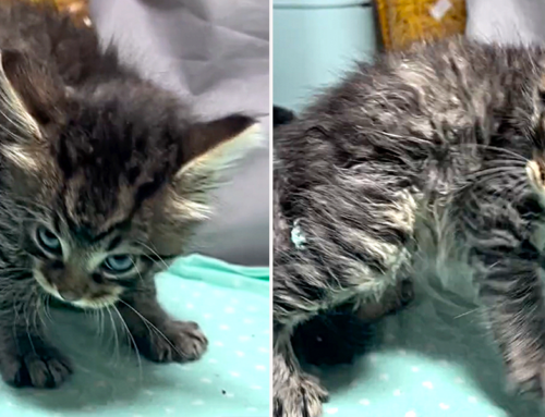 Wild Kitten Abandoned at Adoption Suddenly Finds Himself Safe and Loved