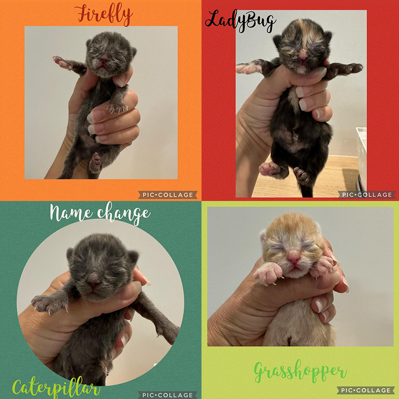 The four bugs kittens, Caterpillar, Grasshopper, Ladybug, and Firefly, Kittenkazoodle Fosters