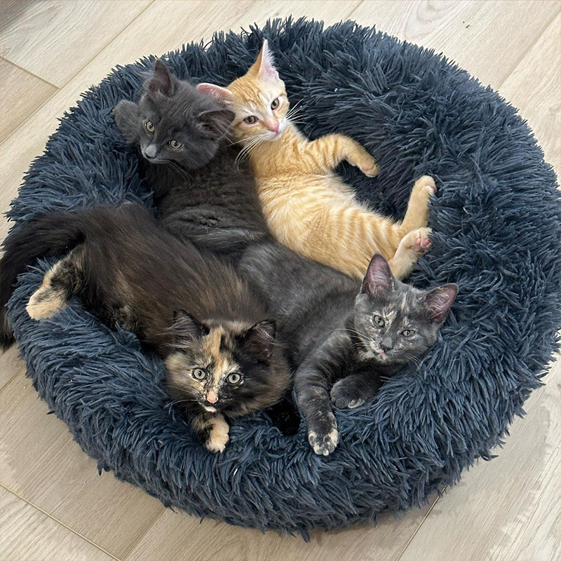 Bed Bugs, four kittens named for bugs, Kittenkazoodle Fosters