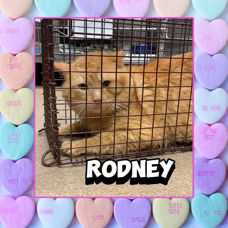 Homeward Bound Pet Adoption Center in Blackwood, New Jersey, Spay or Neuter your ex for Valentine's Day, funny campaign helping feral cats through TNR (trap, neuter, return), neuter your ex, Rodney