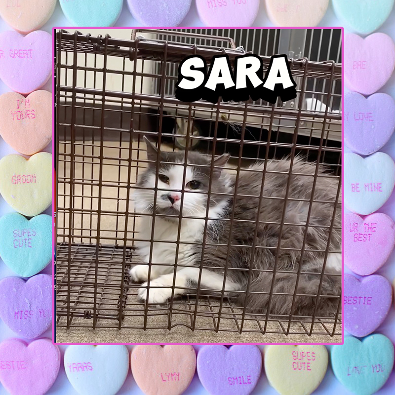 Sara the feral cat gets spayed for Valentine's Day, neuter your ex