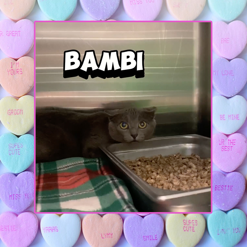 Bambi the kitty gets spayed through TNR (trap, neuter, return) for the 'Neuter your ex' Valentine's Day campaign by Homeward Bound Pet Adoption Center in Blackwood ,NJ