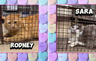 Homeward Bound Pet Adoption Center in Blackwood, New Jersey, Spay or Neuter your ex for Valentine's Day, funny campaign helping feral cats through TNR (trap, neuter, return), neuter your ex
