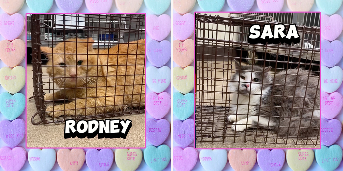Homeward Bound Pet Adoption Center in Blackwood, New Jersey, Spay or Neuter your ex for Valentine's Day, funny campaign helping feral cats through TNR (trap, neuter, return), neuter your ex