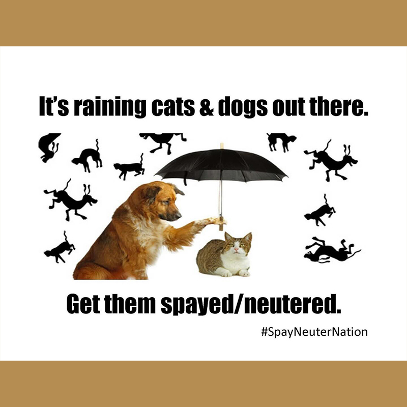 Spay Neuter Nation, funny memes about spaying and neutering