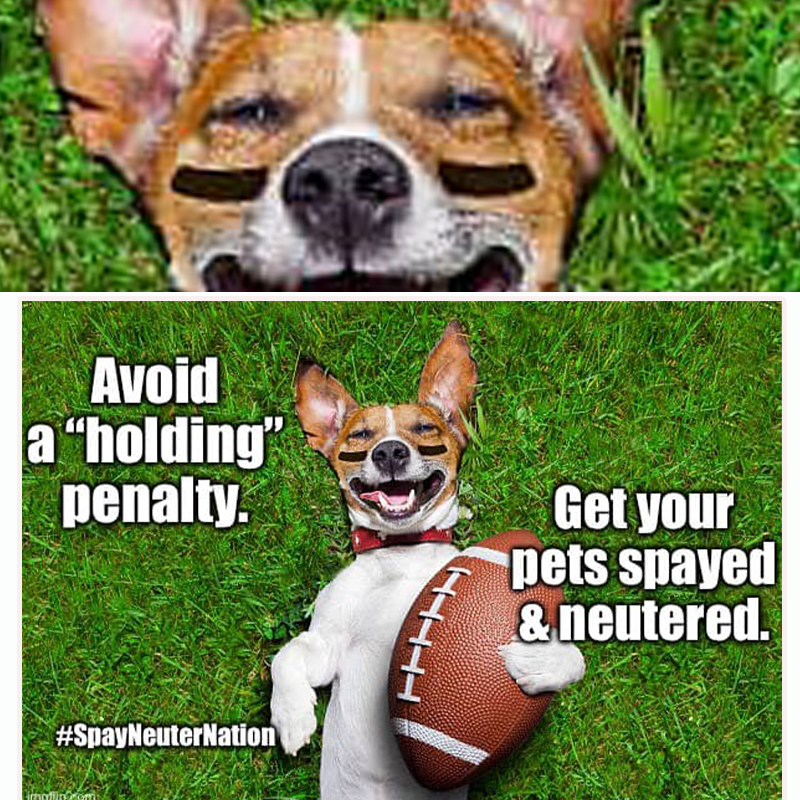 Football meme, funny memes about spaying and neutering, Spay Neuter Nation