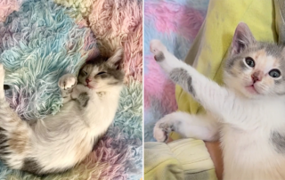 Alice in wonderland, kitten with Cerebellar Hypoplasia (CH), wobbly kitten, Baby Kitten Rescue, Los Angeles, Jamie and Geoff