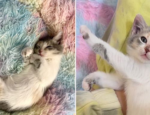 Meowgical ‘Alice’ the Kitten Leaves a Purrmanent Impression on Everyone