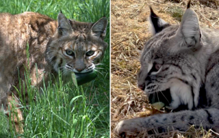 Wildcat Sanctuary in Sandstone, MN, bobcats, Big cats love cucumbers, cukes, Bobcat Luna and Serval Sebastian