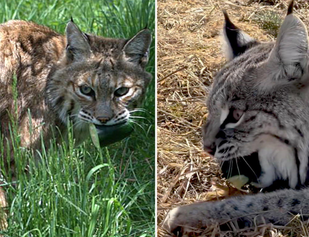 Simply Stunning Rare Big Cat Caught On Camera - Cole & Marmalade