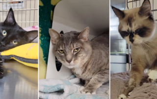 Biscuit-making cats, kneading, Cat Adoption Team in Sherwood, Oregon, PDX metro area, adult cats for adoption make biscuits, Calamity Jane, Buckaroo, and Masked Makomo,