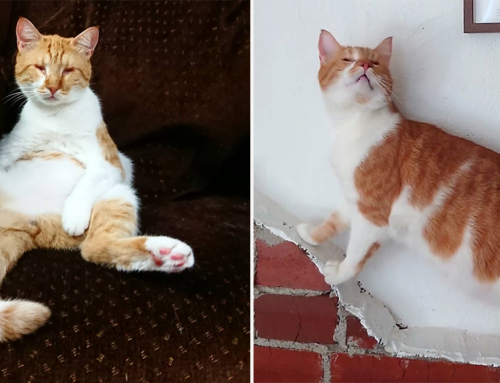 Man hilariously bewilders his cat with incredibly realistic socks