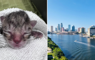 kitten rescued from parking lot at 10 Tampa Bay News by Suncoast Animal League, Tampa Bay, newborn kitten, breaking mews