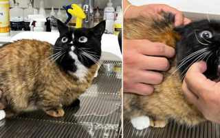 Bruce, the unicorn chimera cat, Redditor No_Secretary8854, unusual cat oddity