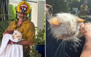 Cara Delevingne, Studio City, California, firefighters save cats from home fire, Los Angeles, Persian cats