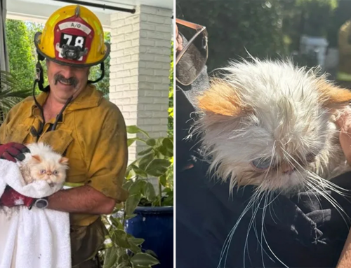 ‘They are Alive!’ Cara Delevingne Overjoyed as Firefighters Saved Cats from Devastating Home Fire