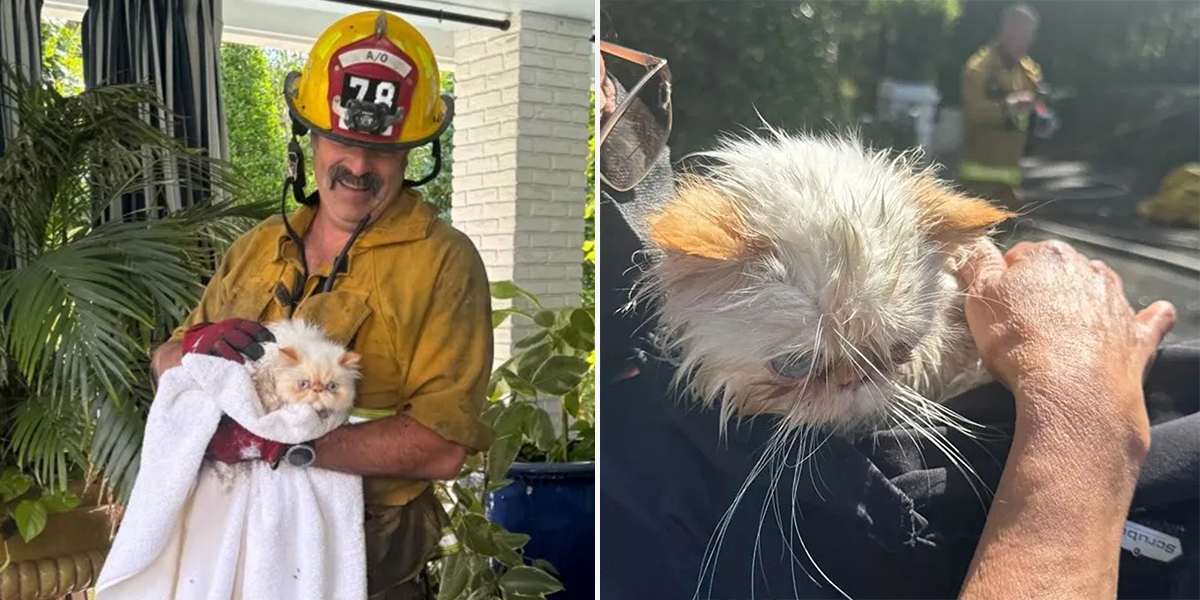 Cara Delevingne, Studio City, California, firefighters save cats from home fire, Los Angeles, Persian cats