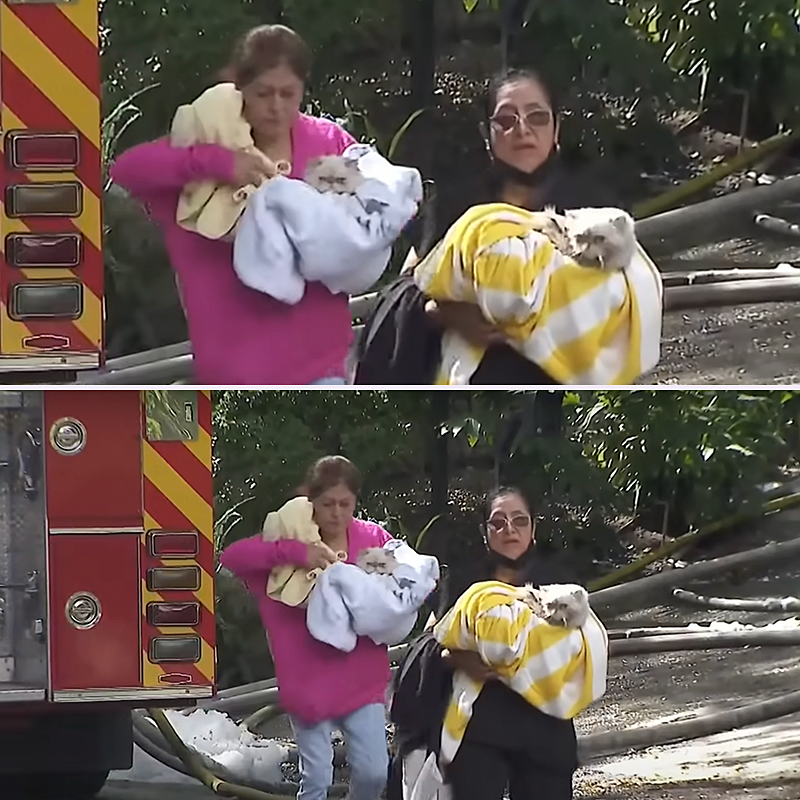Two women carry the cats away from the home in towels via YouTube