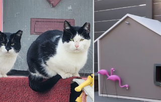 Chicago's Unique Cattitude to Feral Cats Allows Residents to Be Part of the Solution