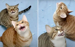 Did You Know There's a Page Entirely Dedicated to Chirping Cats? Ekekek, chattering cats, cat sounds