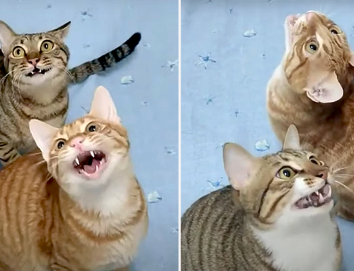 Did You Know There’s a Page Entirely Dedicated to Chirping Cats?