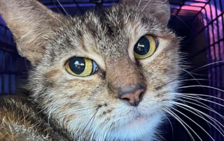 Fear responses in cats, fidgeting and freezing, Two Unexpected Ways a Cat May React to Fear and Stress, The Fulfilled Feline, Stephanie Merlin