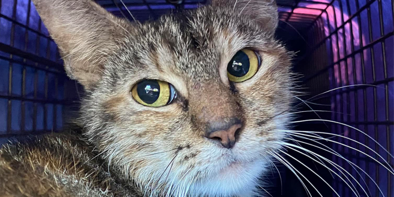 Picture of Two Often Misinterpreted Ways a Cat May React to Fear and Stress - Cole ...