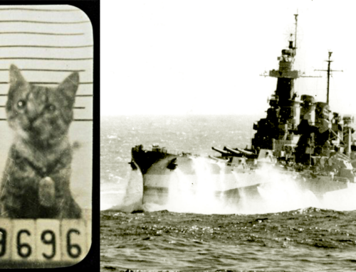 Distinguished Cat With Hilarious Official Records Aboard WWII Battleship Inspires Crew to Remain Positive and Lighthearted