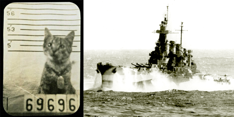 Distinguished Cat With Hilarious Official Records Aboard WWII ...