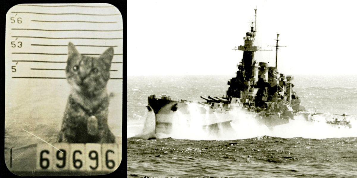 1944, George the cat, via Facebook with Battleship North Carolina in December 1944 off the Philippines, Navy health record for cat, Ed Cope