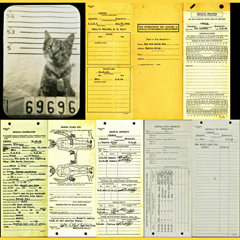 Distinguished Cat With Hilarious Official Records Aboard WWII