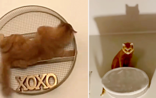 Ginger cat chaos, different, Plusha the orange cat from Vienna, Austria, Mitay_cat, Elizaveta Yadlovska,