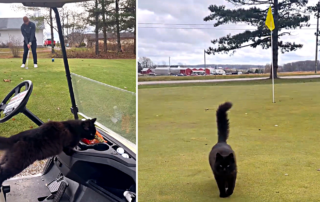 Golf Catty, Geib Golf, Kiki the cat approaches men on Marysville, Ohio golf course, cat distribution system, Frank Geib