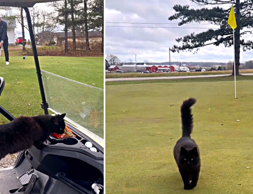 When the Cat Distribution System Sends You a Golf ‘Catty’ to Join Your Round