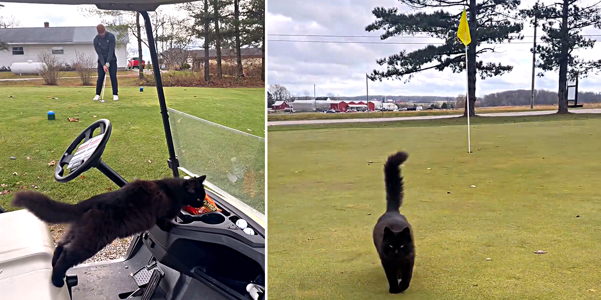 Golf Catty, Geib Golf, Kiki the cat approaches men on Marysville, Ohio golf course, cat distribution system, Frank Geib