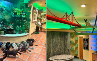 Peter Cohen's Santa Barbara home is called the House of Nekko, Ultimate Cat House, Santa Barbara, California, catwalks, cat tree, Zen By Cat