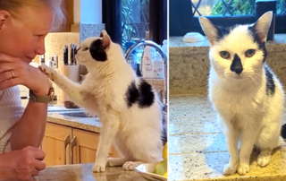 Dr. Harriet, UK, Ichi the 20-year-old cat with dementia, feline dementia, cognitive decline,