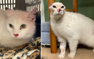 Brinsley Animal Rescue, Jasmine or Snowy the white cat, skin cancer, cats, Dave Whitehouse, Derbyshire, UK