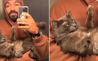 Jordan Howlett with Harvey the cat, cat siblings, different father, heteropaternal superfecundation