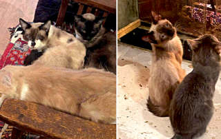 Love Your Feral Felines, 100 cats need immediate help after hoarding case in San Diego, California