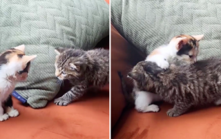 Abdul's Cats, Moose meets Muffin for the first time, Single kittens, Single kitten, First Friends